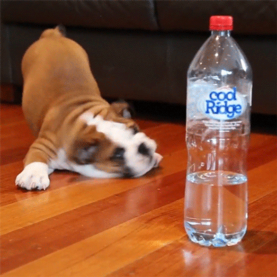 DOG BPA